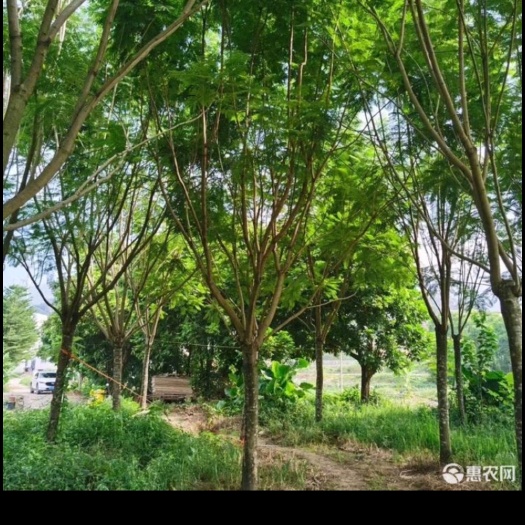 重庆市12公分到20公分蓝花楹，有1000颗左右。