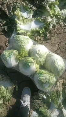白菜，冷库货，保质保量，实地考察，线上保障交易