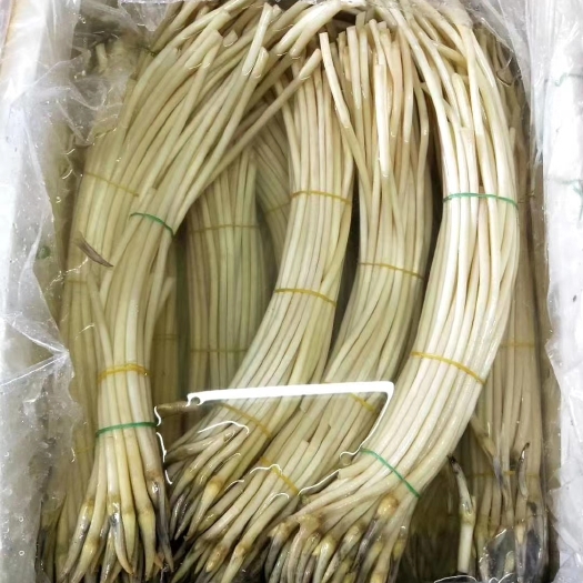 岳阳藕带