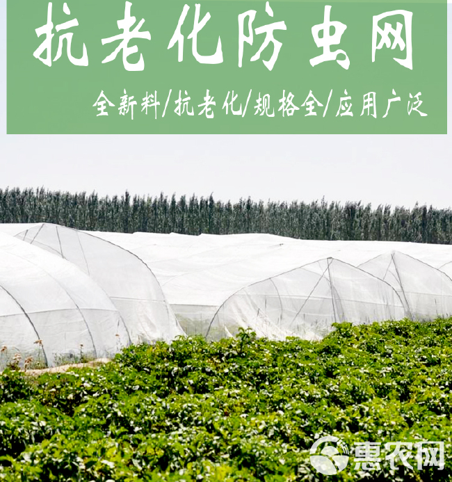 防虫网 大棚蔬果防虫网 养殖场防蚊蝇网 蚂蚱青蛙