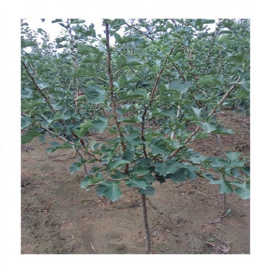 沭阳县出售山楂树苗。果树苗 家庭种植 好吃好种