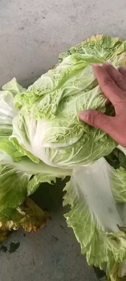 白菜，冷库货，保质保量，实地考察，线上保障交易