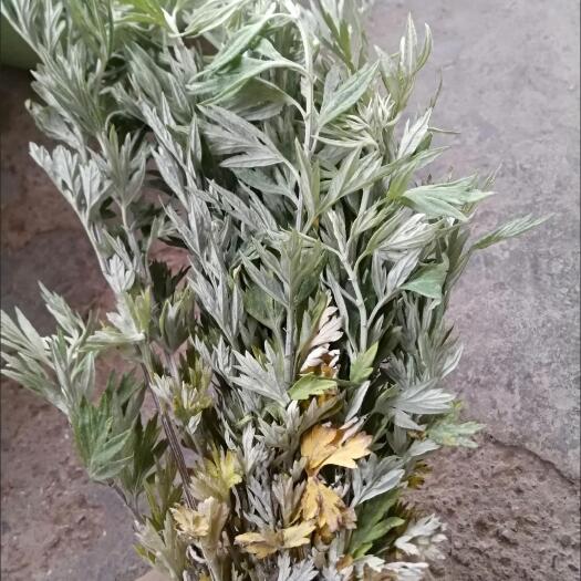 枣庄艾草苗包邮五颗