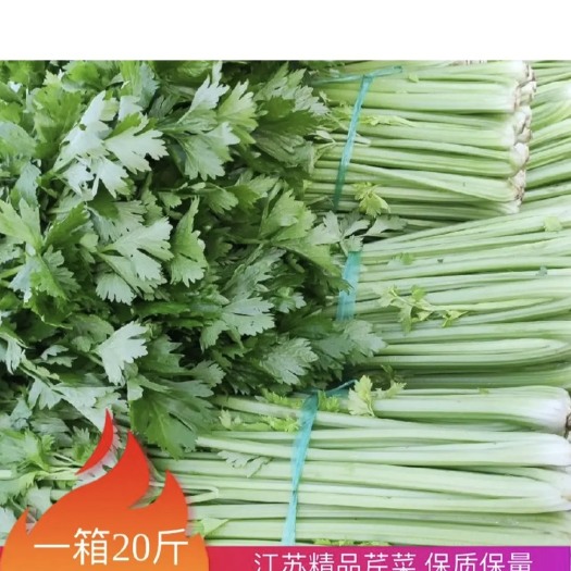 淮安江苏精品芹菜，量大优惠