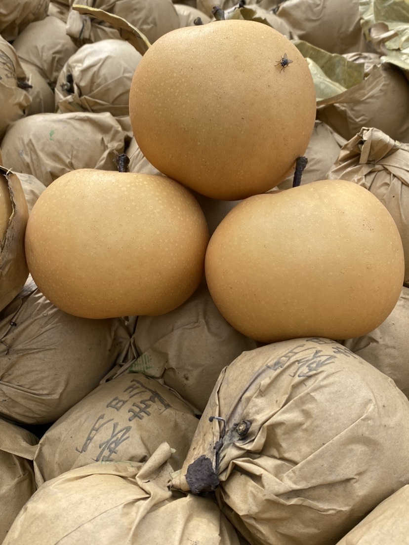 秋月梨丰水梨产地直供，专业代收代发各大平台供应链商超