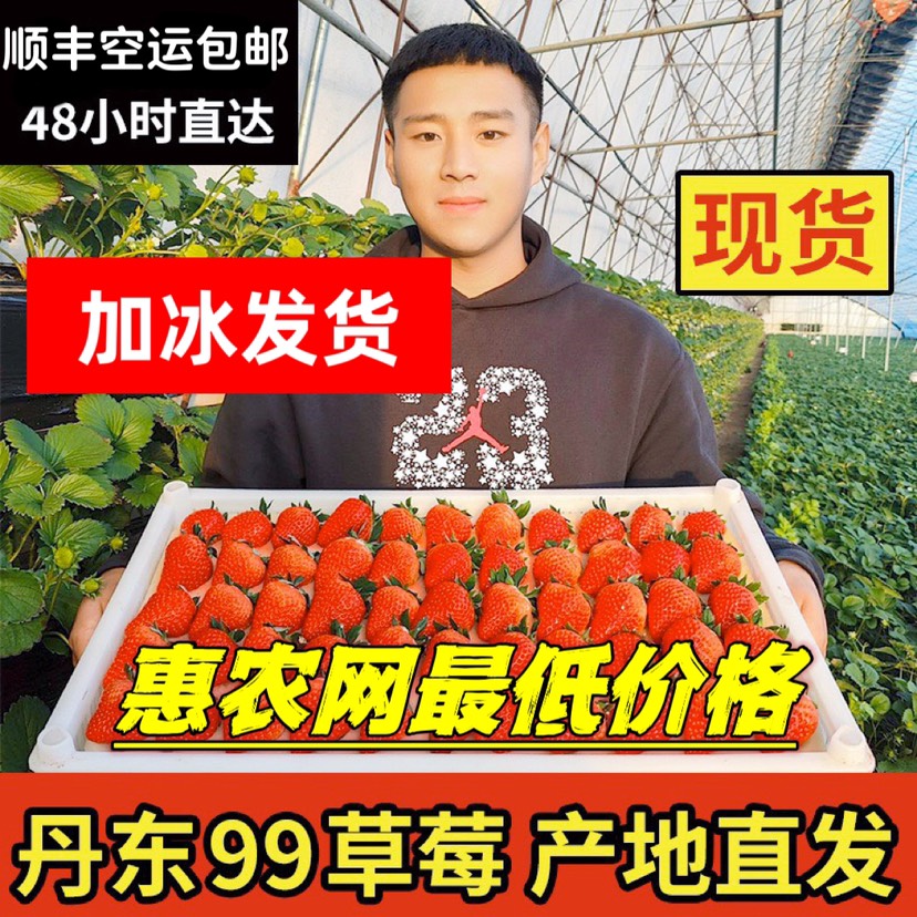 辽宁丹东99草莓顺丰包邮新鲜采摘3斤装（一件代发）