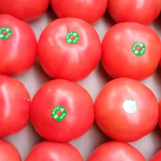 菏澤硬粉西紅柿，產(chǎn)地直銷貨源充足價格便宜