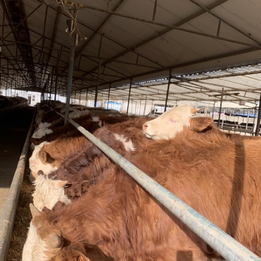 郓城县肉牛犊西门塔尔牛四代改良种牛养牛基地出售