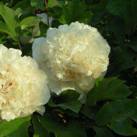 菏泽【姚黄】菏泽牡丹花苗 牡丹四大名品 阳台盆栽花卉 花园地栽