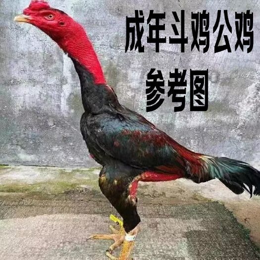 贵阳斗鸡苗批发多少钱一只 斗鸡价格