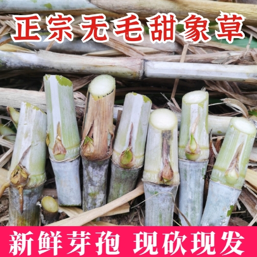 罗甸县无毛甜象草3号新鲜草种牛羊猪食用四季牧草直供