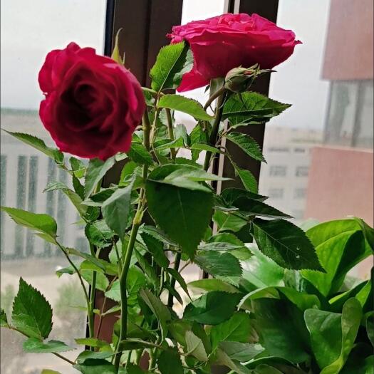 枣庄玫瑰花苗包邮五年苗两颗
