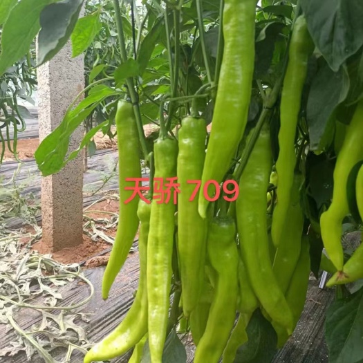 【精品】羊角椒苗青皮羊角椒黄皮羊角椒长度25-30公分产量高