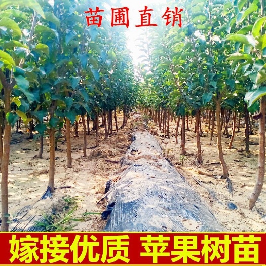 沭阳县嫁接苹果树苗地栽盆栽庭院特大红富士苹果苗南方北方种植当年结果