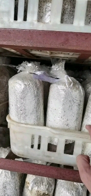 广昌县茶树菇菌种  特色产业菌包出菇率95以上菌丝走过直接出菇包