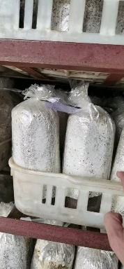 茶树菇菌种  特色产业菌包出菇率95以上菌丝走过直接出菇包