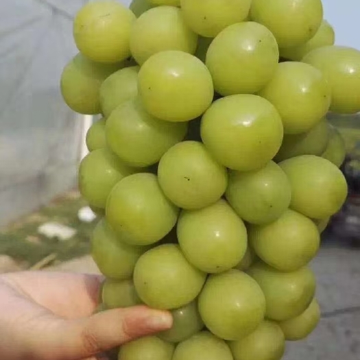 营口阳光玫瑰葡萄苗