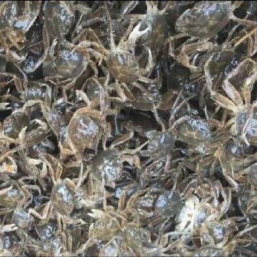 启东市启东优质蟹苗。大母本