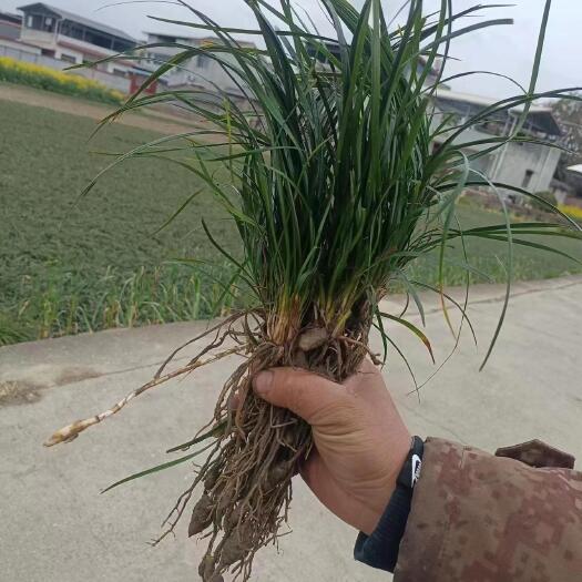 三台县细叶麦冬草