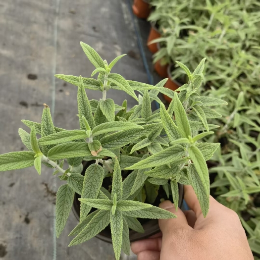 都江堰市墨西哥鼠尾草