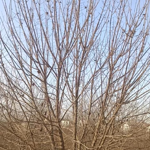 郓城县丛生独本五角枫4-5-6米