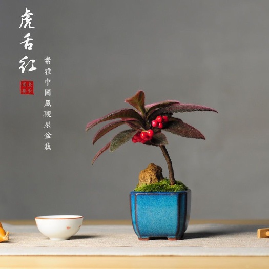 南靖县虎舌红基地原盆发货 盆景虎舌红室内外微型盆栽桌上桌面石榴红