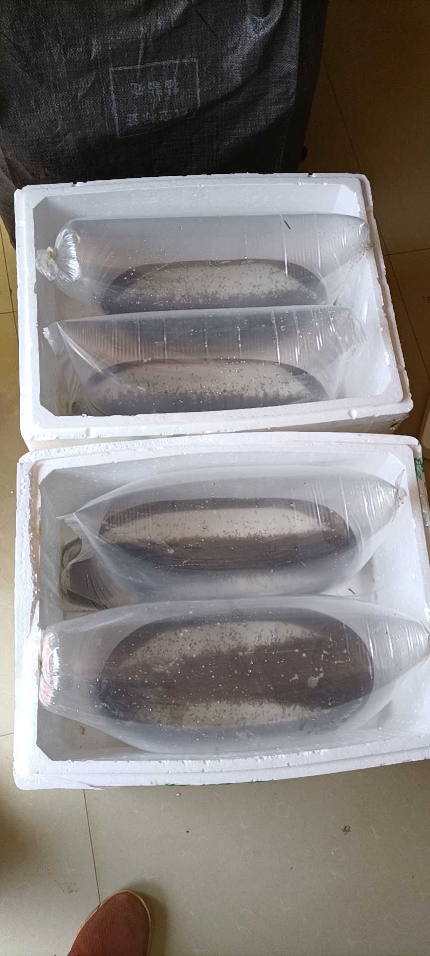 基地供应青蛙苗，大蝌蚪，小圆头，