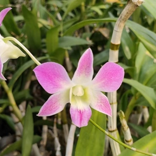 珠海新品秋石斛小苗种苗洋兰花卉盆栽