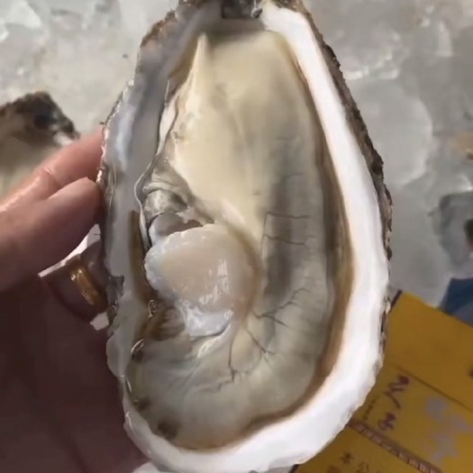 佛山乳山生蚝，肥度饱满，规格齐全，价格实惠