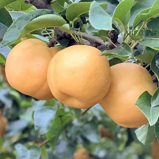 绛县梨树苗