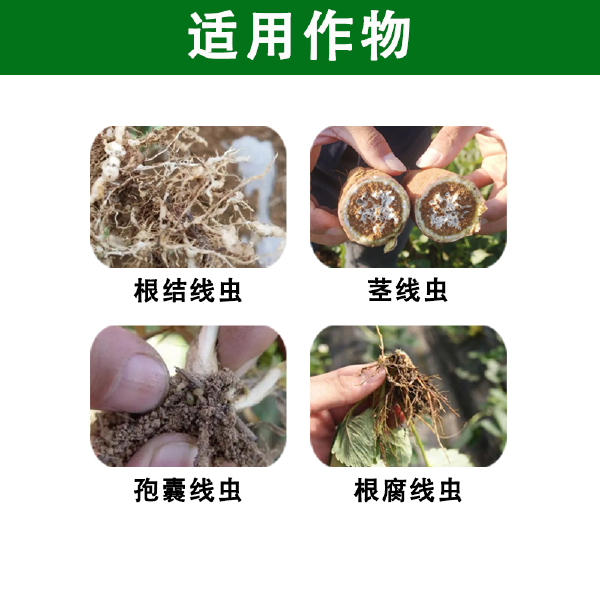 杀虫剂寡糖噻唑膦针对地下害虫根结线虫根腐线虫孢囊线虫