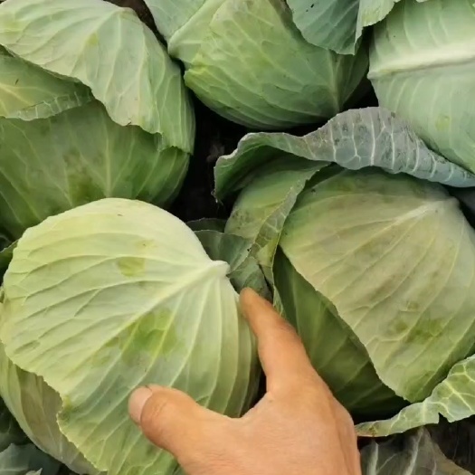 威宁县奥奇娜