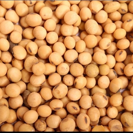 青岛美国非转基因大豆起订量30000吨