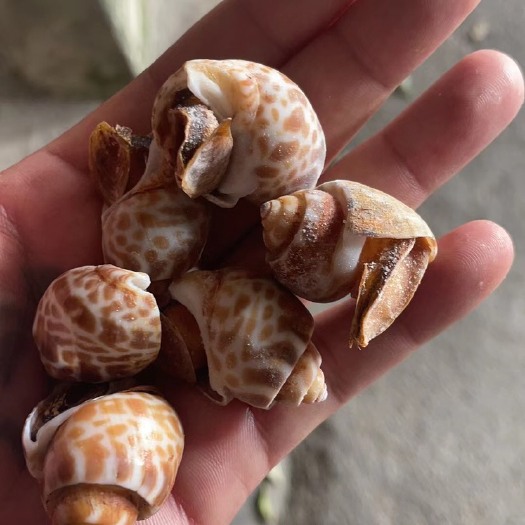 北海花螺，香螺，东风螺批发，一手货源