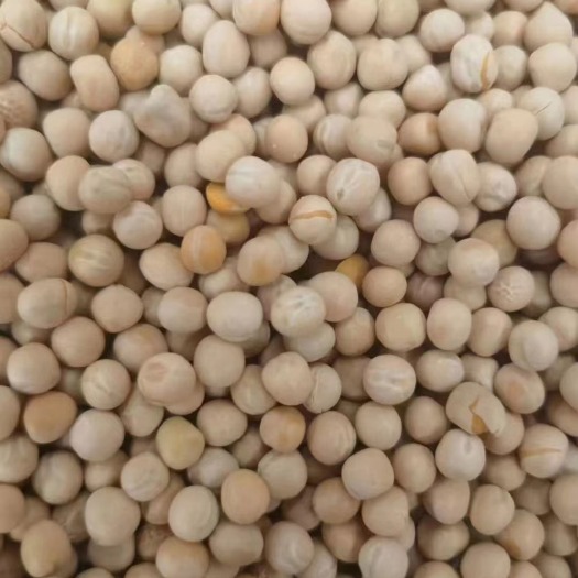 青岛美国白豌豆 豌豆