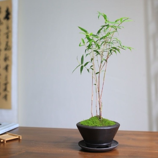 南靖县红竹红观音竹红色竹子桌面绿植书房庭院阳台观叶植物盆景趣味盆栽