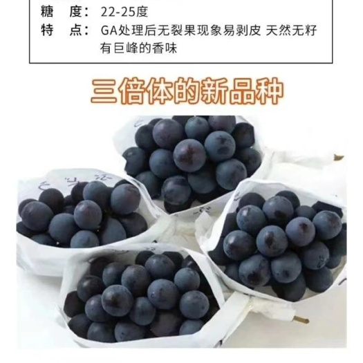 昌黎县八倍体新品种  大粒无核  死苗烂根免费补发
