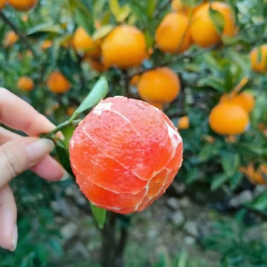 秭归县江边 精品 中华红 伦晚