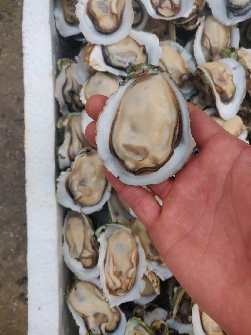 正宗精品湛江生蚝白蚝脆蚝薄壳肉实，烧烤供应产地直销。