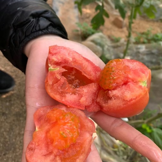 永清县普罗旺斯西红柿