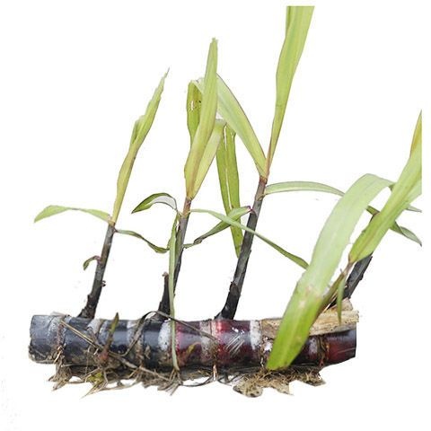 荔浦市大量供应黑皮甘蔗种苗