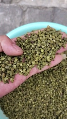 贵州贞丰县伦法顶坛青麻椒，又香又麻，是同类品种的三倍以上