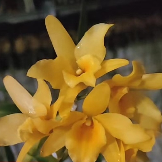 新品种春石斛蜜月有蜜香味小苗家庭盆栽兰科花卉