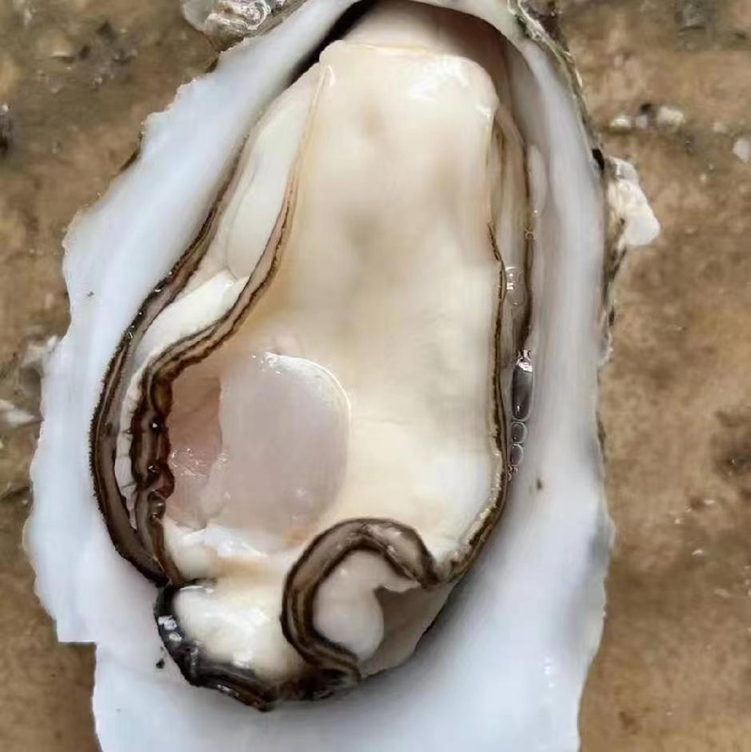 正宗精品湛江生蚝白蚝脆蚝薄壳肉实，烧烤供应产地直销。