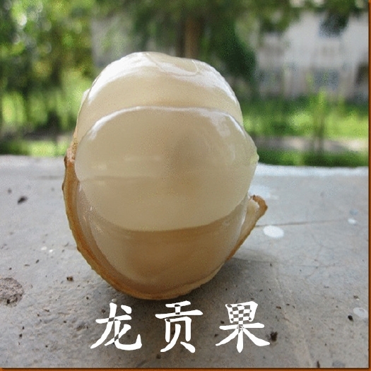 灵山县泰国水果苗果树苗庭院盆栽地栽龙贡果树苗南北方种植当年结果