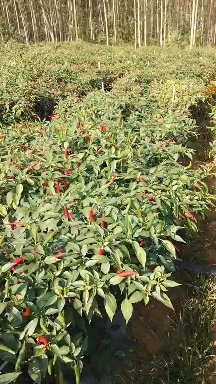 合浦县小米椒