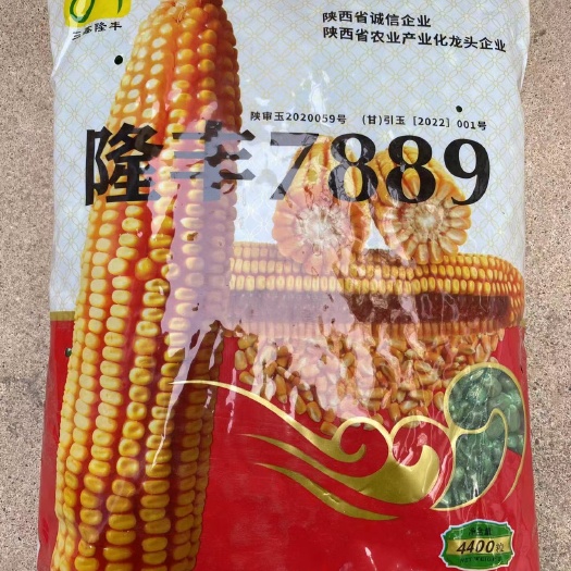 隆丰7889 棒大 抗性好 产量高 抗倒伏