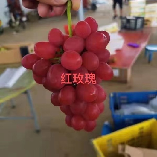 昌黎县红色有香味  中国红玫瑰葡萄苗  产量高  好管理