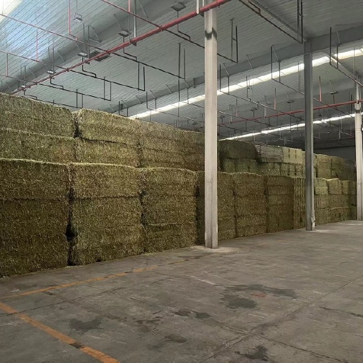天津西班牙苜蓿