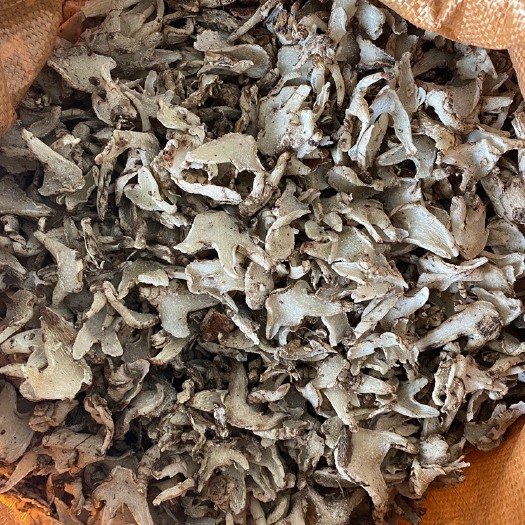 威宁县白及
